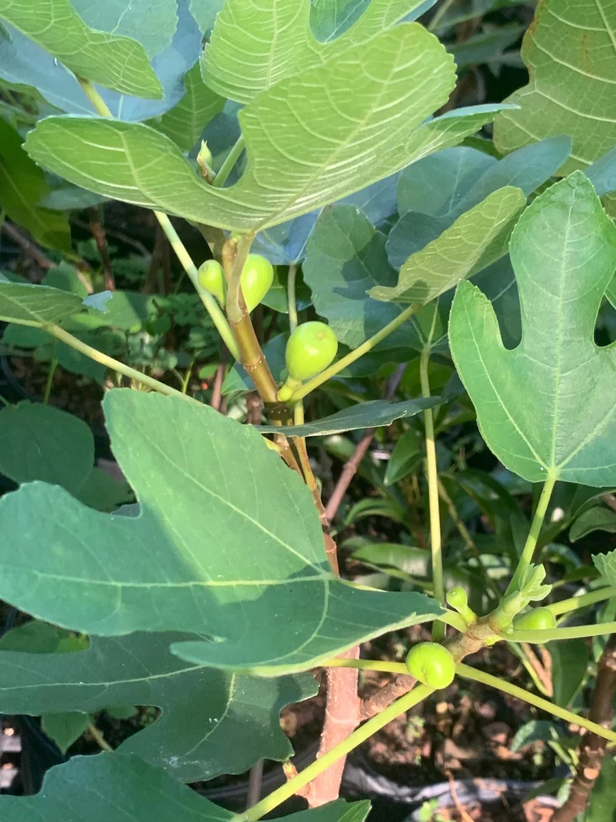 Brown Turkey Fig Dwarf Live Plant – Edible Fruit Tree – Heavy Producer - Image 1