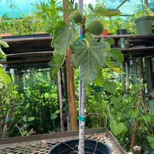 Brown Turkey Fig Live Plant – 1-2ft Tall Fruit Tree in 6 inch Pot – Outdoor Edible Garden - Image 3