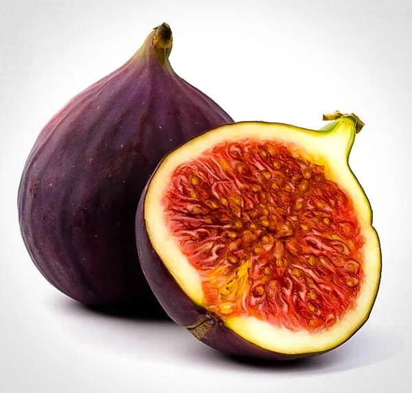Brown Turkey Fig Live Plant – Edible Fruit Bearing Tree – 4-6 inch Tall - Image 2