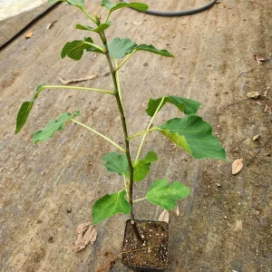 Brown Turkey Fig Live Plant – Edible Fruit Bearing Tree – 4-6 inch Tall - Image 3