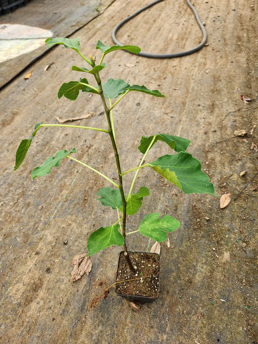 Brown Turkey Fig Live Plant – Edible Fruit Bearing Tree – 4-6 inch Tall - Image 3