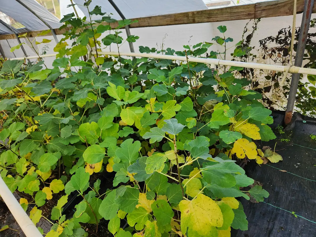 Brown Turkey Fig Live Plant – Edible Fruit Bearing Tree – 4-6 inch Tall - Image 4