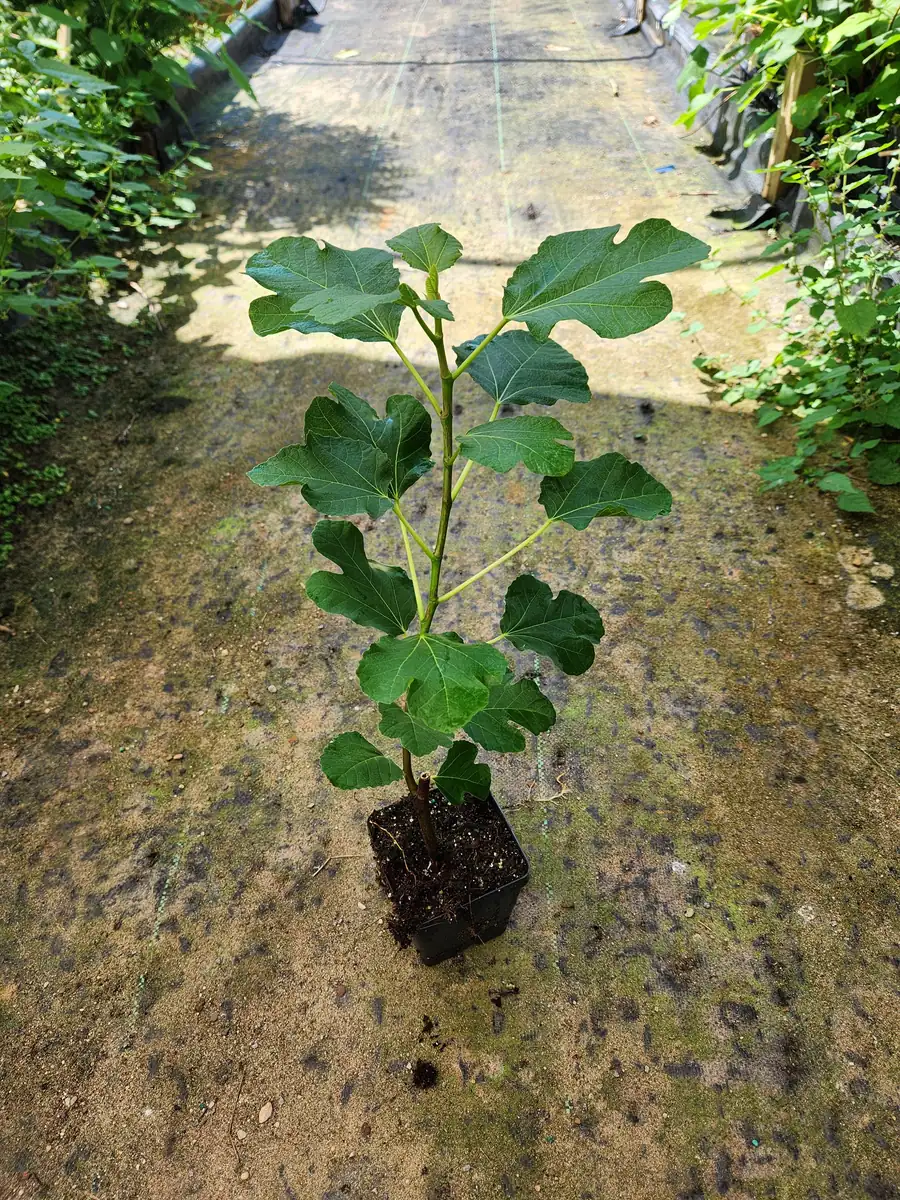 Brown Turkey Fig Live Plant – Edible Fruit Bearing Tree – 4-6 inch Tall - Image 5
