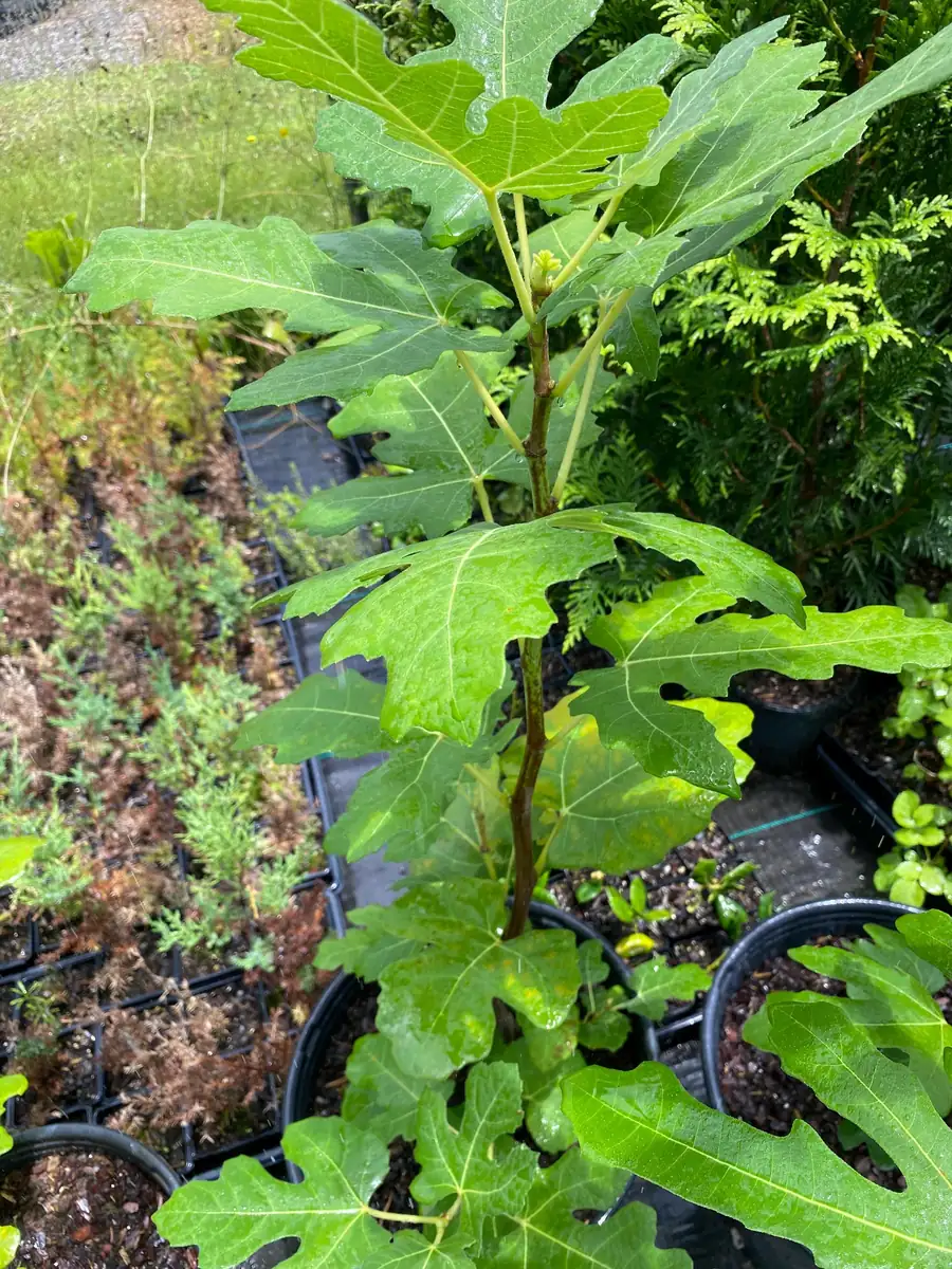 Brown Turkey Fig Tree Live Plant – 4 inch Pot – Sweet Edible Fruit - Image 10