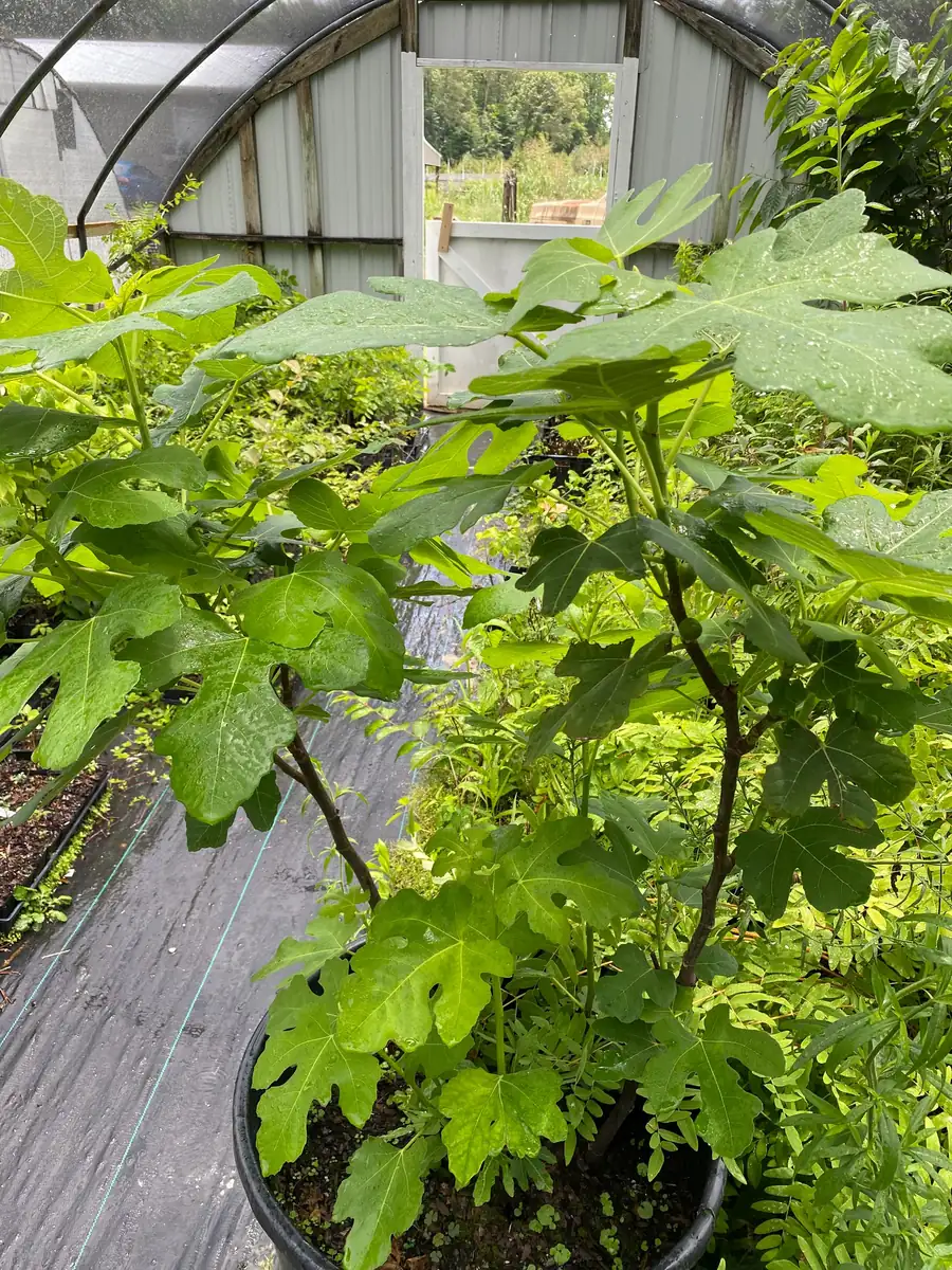 Brown Turkey Fig Tree Live Plant – 4 inch Pot – Sweet Edible Fruit - Image 2