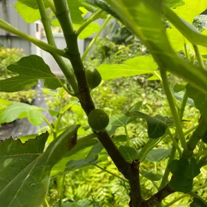 Brown Turkey Fig Tree Live Plant – 4 inch Pot – Sweet Edible Fruit - Image 3