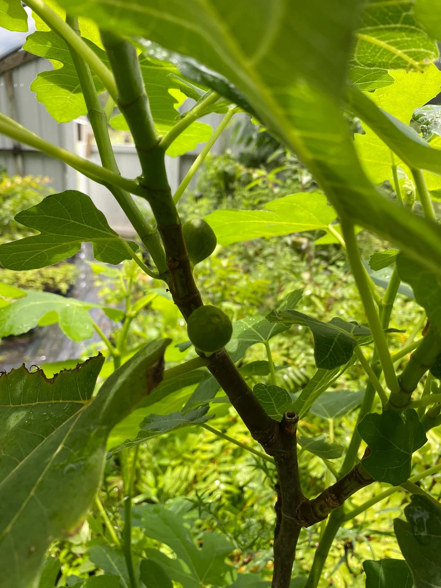 Brown Turkey Fig Tree Live Plant – 4 inch Pot – Sweet Edible Fruit - Image 3