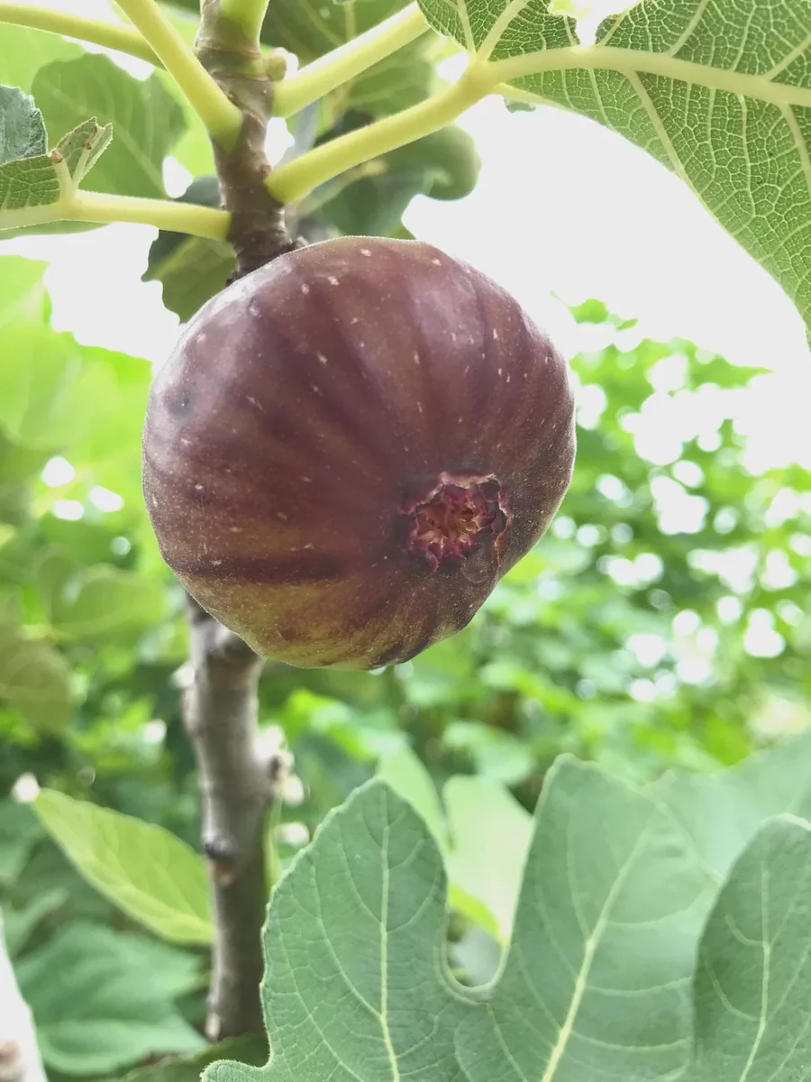 Brown Turkey Fig Tree Live Plant – 4 inch Pot – Sweet Edible Fruit - Image 5