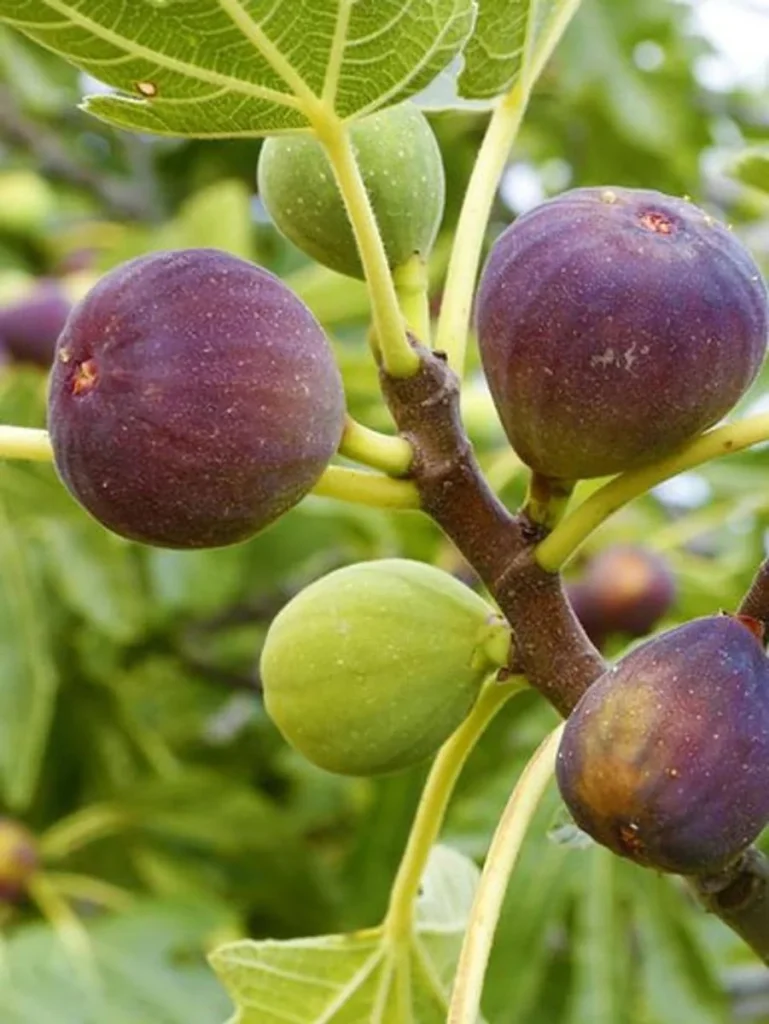 Turkey Small Tree Brown Turkey Fig Tree Live Plant - 4'' Pot for Sweet Fruit