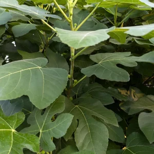 Brown Turkey Fig Tree Live Plant – 4 inch Pot – Sweet Edible Fruit - Image 8