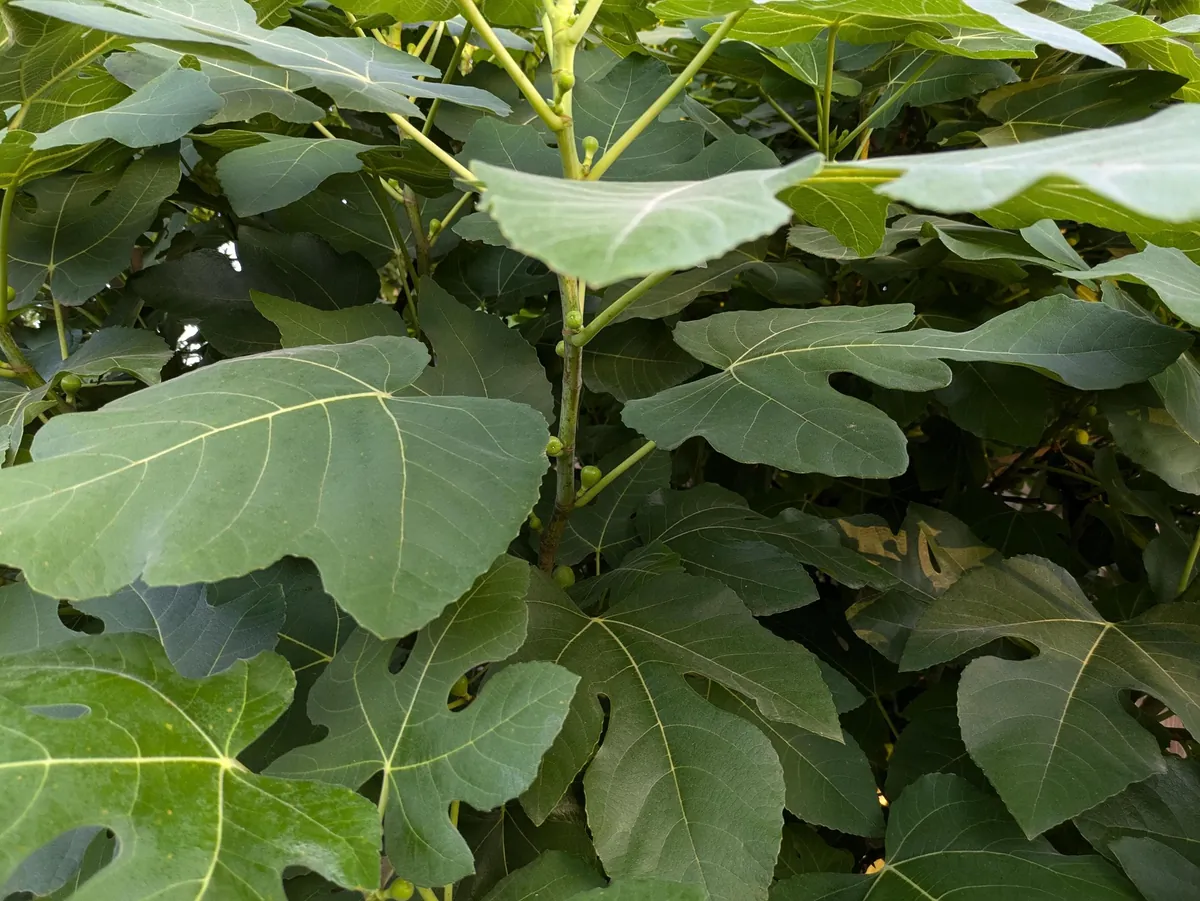 Brown Turkey Fig Tree Live Plant – 4 inch Pot – Sweet Edible Fruit - Image 8