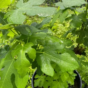 Brown Turkey Fig Tree Live Plant – 4 inch Pot – Sweet Edible Fruit - Image 9