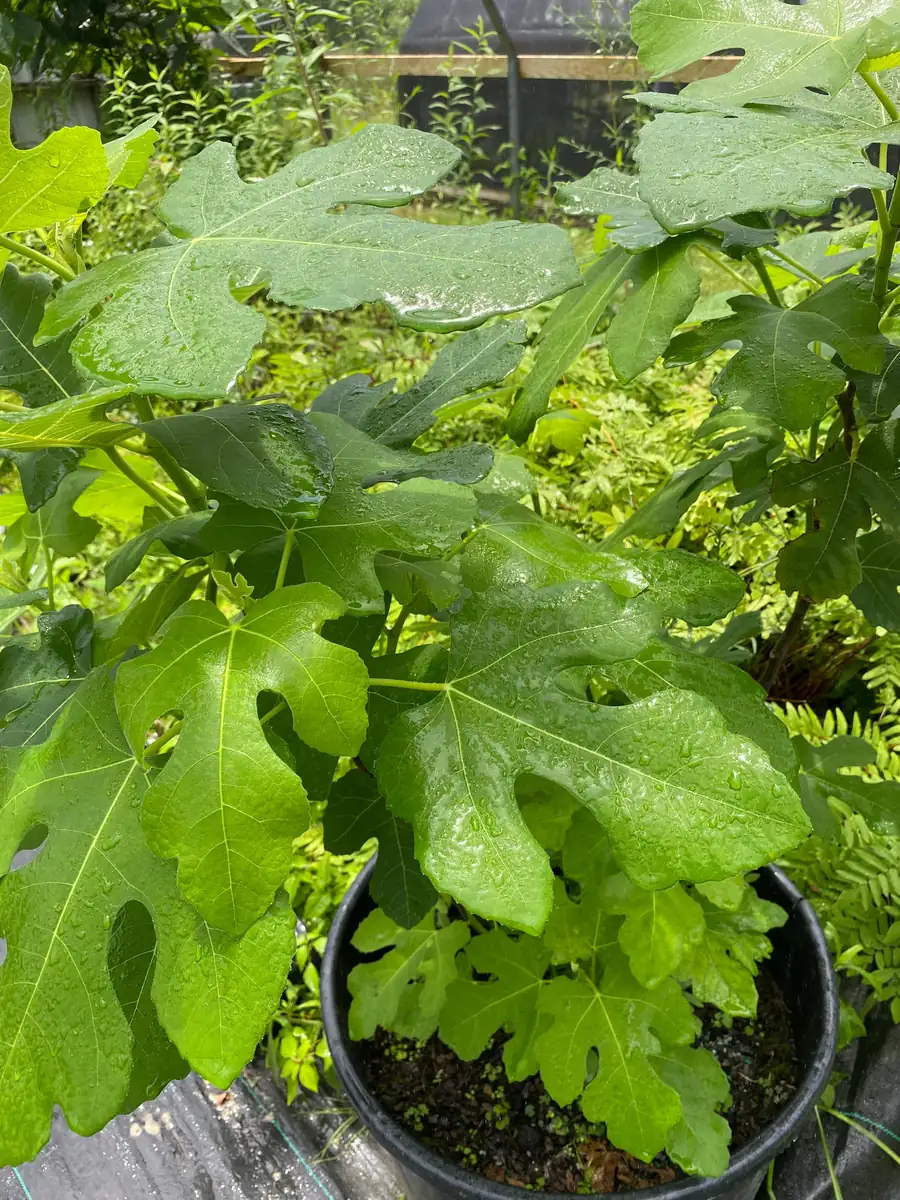 Brown Turkey Fig Tree Live Plant – 4 inch Pot – Sweet Edible Fruit - Image 9