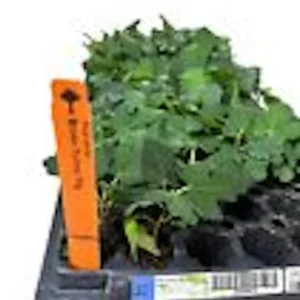 Brown Turkey Fig Tree Starter Plug - Live Fruit Plant - Ficus Carica - Edible - Image 3