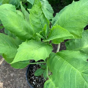 Brugmansia 'Audrey Lea' Live Plant - Angel Trumpet, 1 Gallon Pot, Pink-Red Flowers - Image 2