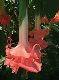 Brugmansia Audrey Lea Live Plant – Double Pink Angel's Trumpet – 1 Gallon Pot – 2-3 ft Tall - Image 1