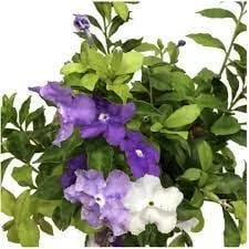Brunfelsia Floribunda Live Plant - Yesterday, Today, Tomorrow - 1 Plant - 1 Foot Tall - 6 Inch Pot - Image 2