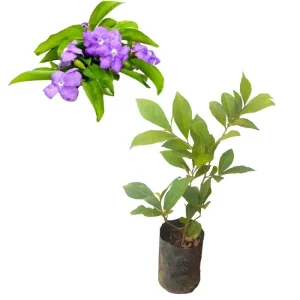 Brunfelsia Floribunda Live Plant - Yesterday, Today, Tomorrow - 1 Plant - 1 Foot Tall - 6 Inch Pot - Image 1