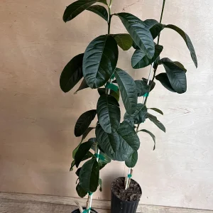 Buddha's Hand Citron Tree – Semi-Dwarf Live Plant – 1/2 Gallon Pot – Indoor/Outdoor - Image 3