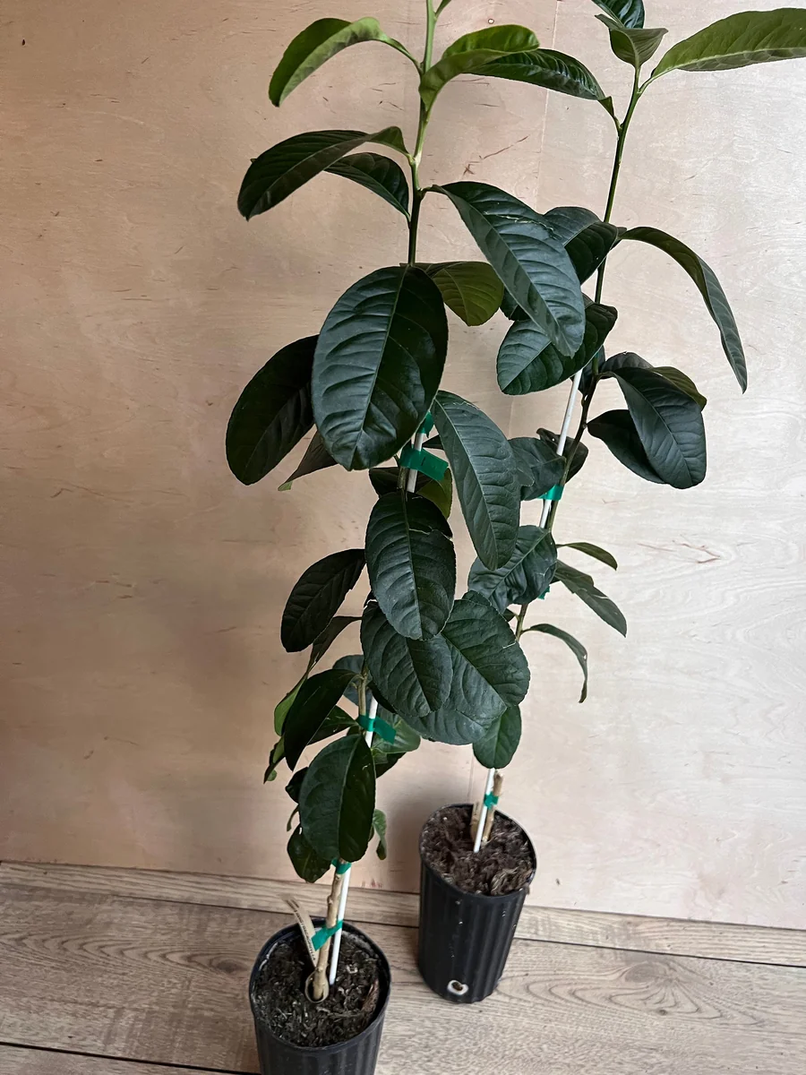 Buddha's Hand Citron Tree – Semi-Dwarf Live Plant – 1/2 Gallon Pot – Indoor/Outdoor - Image 3