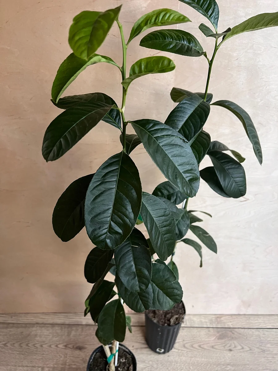 Buddha's Hand Citron Tree – Semi-Dwarf Live Plant – 1/2 Gallon Pot – Indoor/Outdoor - Image 4