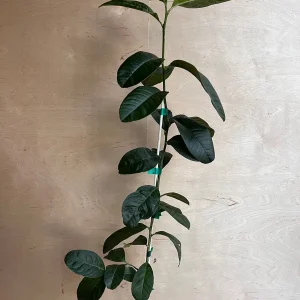 Buddha's Hand Citron Tree – Semi-Dwarf Live Plant – 1/2 Gallon Pot – Indoor/Outdoor - Image 5