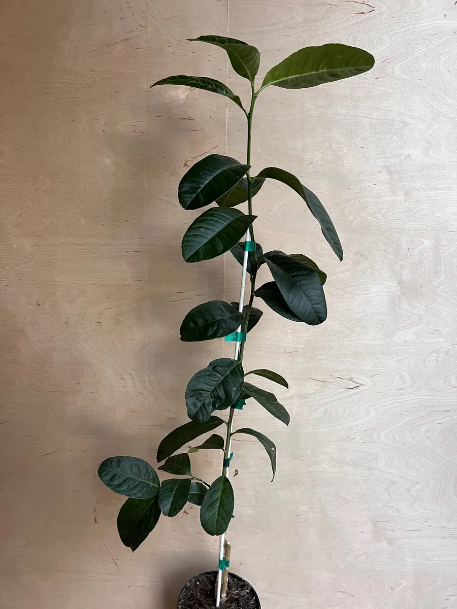 Buddha's Hand Citron Tree – Semi-Dwarf Live Plant – 1/2 Gallon Pot – Indoor/Outdoor - Image 5