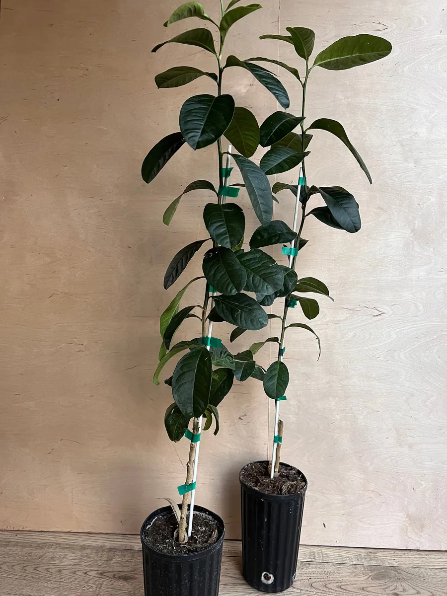 Buddha's Hand Citron Tree – Semi-Dwarf Live Plant – 1/2 Gallon Pot – Indoor/Outdoor - Image 6