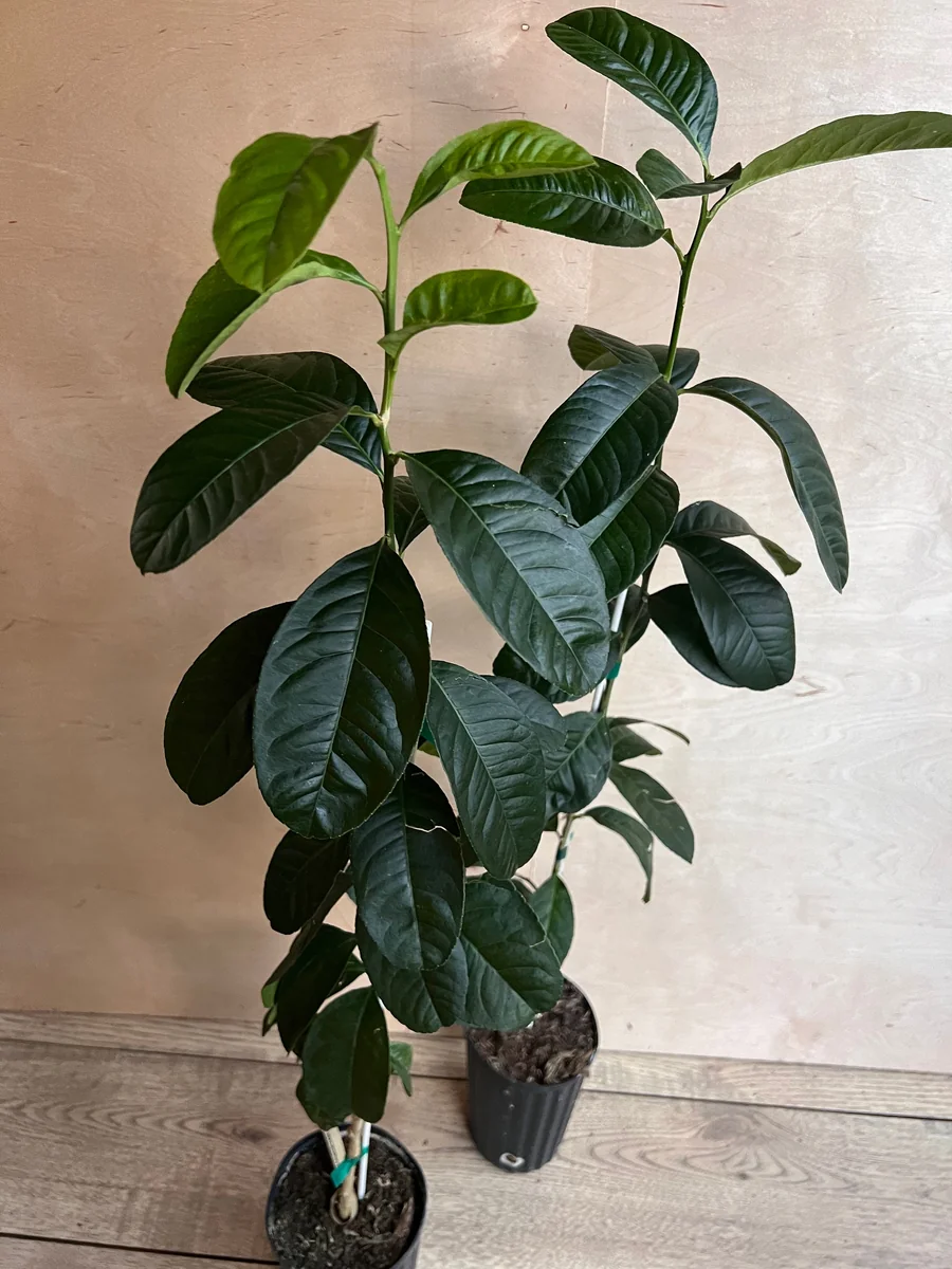 Buddha's Hand Citron Tree – Semi-Dwarf Live Plant – 1/2 Gallon Pot – Indoor/Outdoor - Image 7