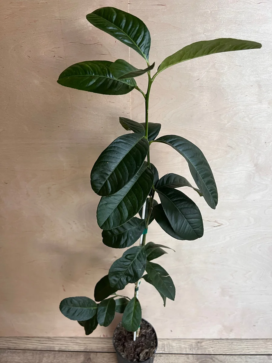 Buddha's Hand Citron Tree – Semi-Dwarf Live Plant – 1/2 Gallon Pot – Indoor/Outdoor - Image 8