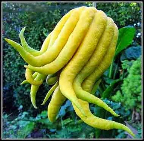 Buddha's Hand Citron Tree – Semi-Dwarf Live Plant – 1/2 Gallon Pot – Indoor/Outdoor - Image 1