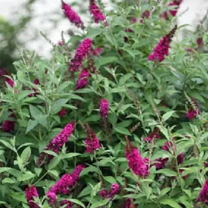 Buddleia Miss Molly Butterfly Bush Live Plant - Sangria Red - 4 inch Pot - Outdoor Shrub - Image 3
