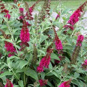 Buddleia Miss Molly Butterfly Bush Live Plant - Sangria Red - 4 inch Pot - Outdoor Shrub - Image 4