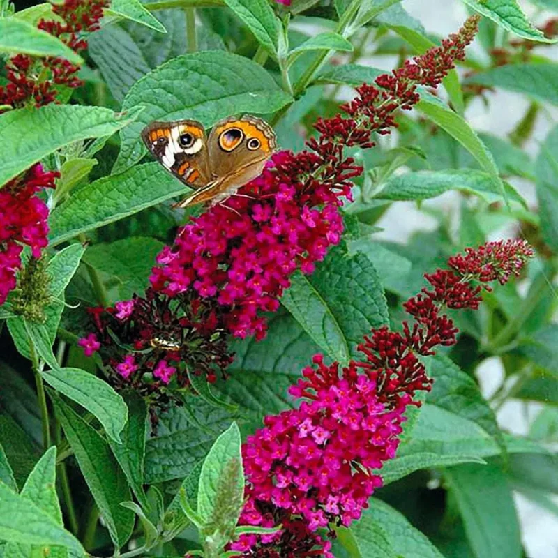 Buddleia Miss Molly Butterfly Bush - Sangria Red - 4 inch pot