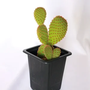 Bunny Ear Cactus Live Plant – Opuntia Microdasys – 2 inch Pot - Image 2