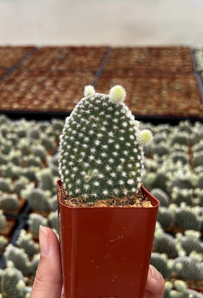 Bunny Ear Cactus Live Plant - Opuntia Microdasys in 2 inch or 4 inch Pot - Image 2
