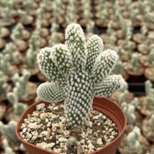 Bunny Ear Cactus Live Plant - Opuntia Microdasys in 2 inch or 4 inch Pot - Image 3