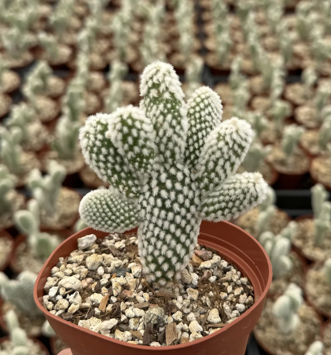Bunny Ear Cactus Live Plant - Opuntia Microdasys in 2 inch or 4 inch Pot - Image 3