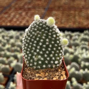 Bunny Ear Cactus Live Plant - Opuntia Microdasys in 2 inch or 4 inch Pot - Image 1