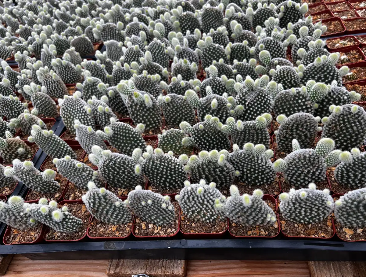 Bunny Ear Cactus Live Plant - Opuntia Microdasys in 2 inch or 4 inch Pot - Image 4