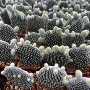 Bunny Ear Cactus Live Plant - Opuntia Microdasys in 2 inch or 4 inch Pot - Image 5