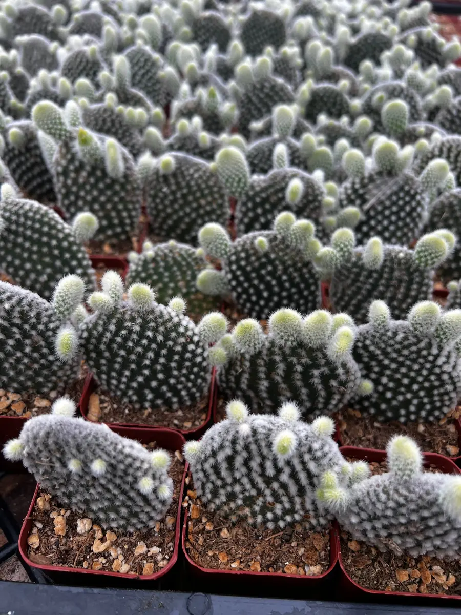 Bunny Ear Cactus Live Plant - Opuntia Microdasys in 2 inch or 4 inch Pot - Image 5
