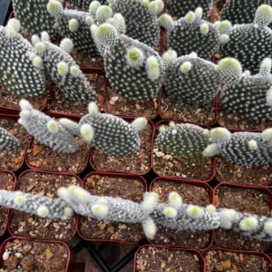 Bunny Ear Cactus Live Plant - Opuntia Microdasys in 2 inch or 4 inch Pot - Image 6