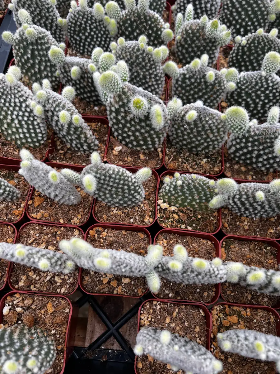 Bunny Ear Cactus Live Plant - Opuntia Microdasys in 2 inch or 4 inch Pot - Image 6