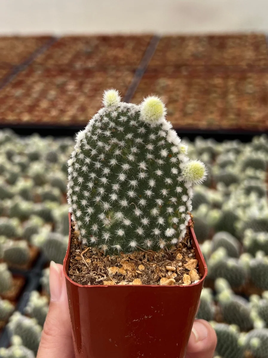 Bunny Ear Cactus Live Plant - Opuntia Microdasys in 2 inch or 4 inch Pot - Image 1