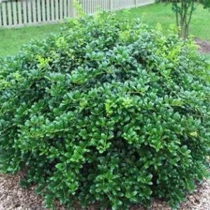 Burford Holly Live Plant - Evergreen Shrub, 1 Quart Pot, Outdoor - Image 2