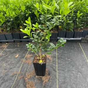 Burford Holly Live Plant - Evergreen Shrub, 1 Quart Pot, Outdoor - Image 3