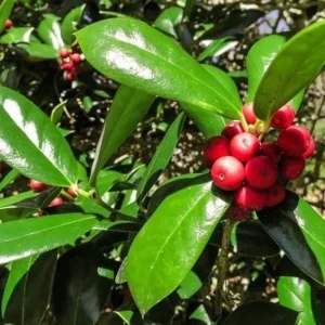 Burford Holly Live Plant – Evergreen Shrub with Red Berries – 2.5 inch Pot - Image 2
