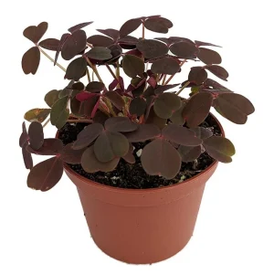 Burgundy Gold Lucky Shamrock Oxalis Live Plant – 2.5" Pot – Indoor/Fairy Garden - Image 1