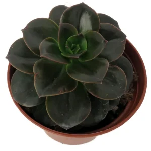 Burgundy Pearl Desert Rose Succulent - Echeveria Live Plant - 2.5" Pot - Image 2